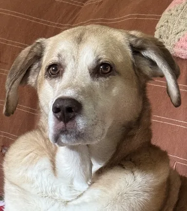 A close portrait of Daisy
